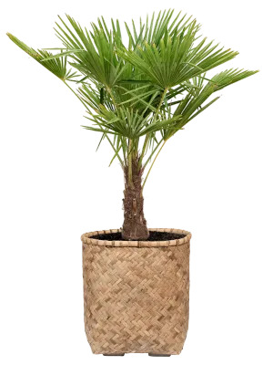 Trachycarpus fortunei (120-150) in Bohemian Office Plant With Pot 144cm Height 48cm Dia